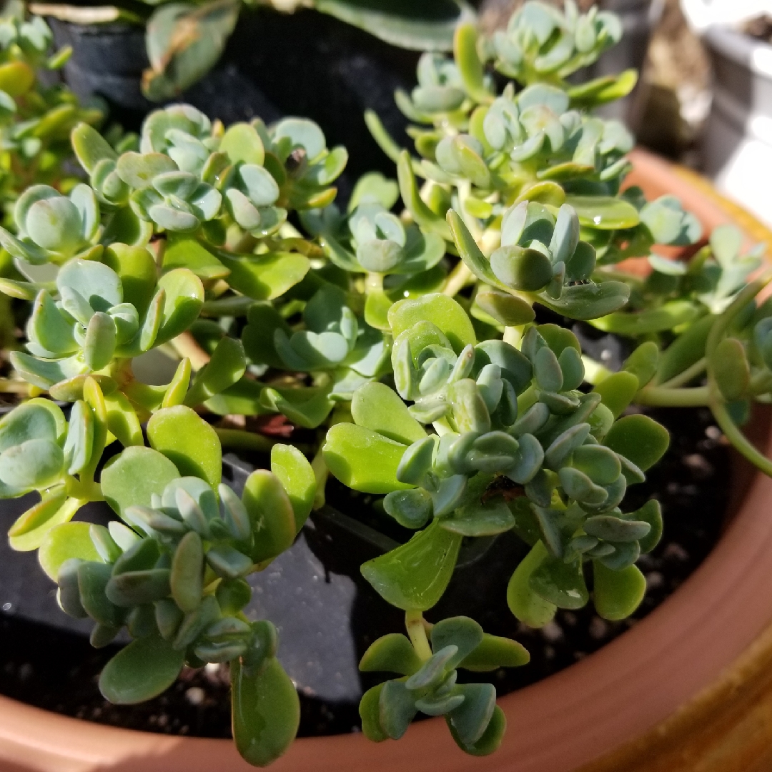 Sedum Oreganum in the GardenTags plant encyclopedia Oregon Stonecrop in the GardenTags plant encyclopedia