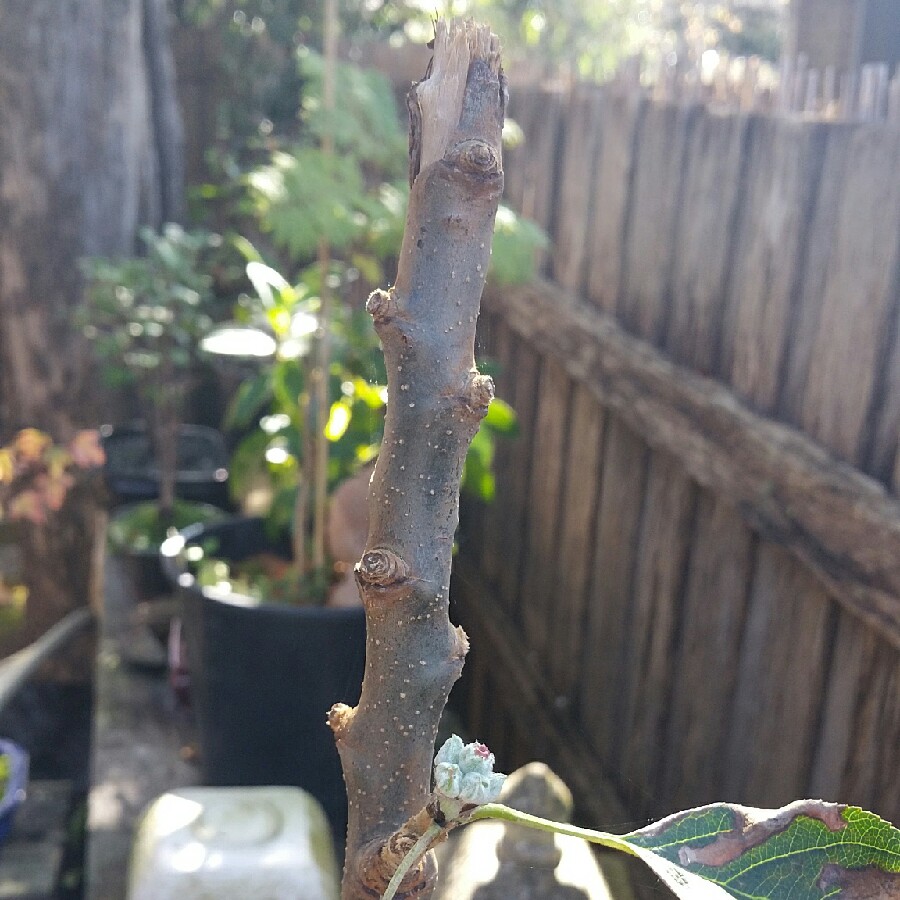 Apple Tuscan in the GardenTags plant encyclopedia