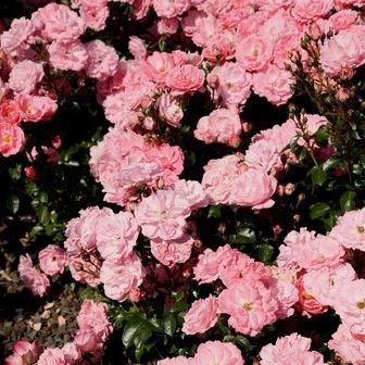 Rosa Bluhwunder (Koredan) syn. R. Flower Power in the GardenTags plant encyclopedia Rose Bluhwunder in the GardenTags plant encyclopedia