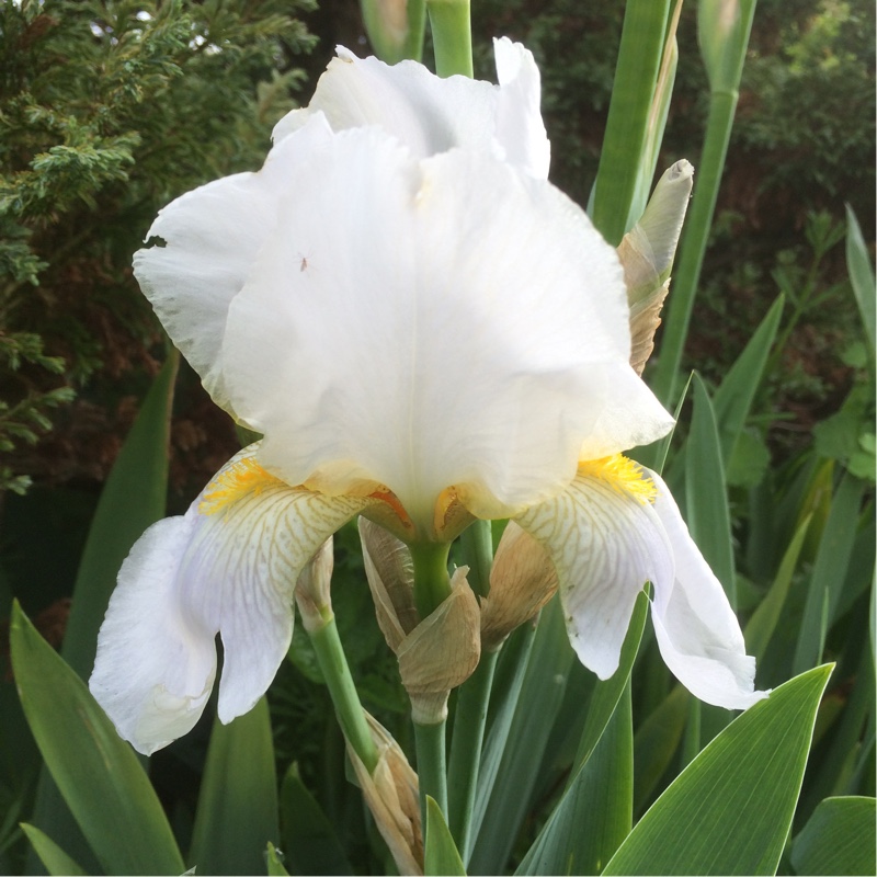 Iris x germanica Gudrun in the GardenTags plant encyclopedia Bearded Iris Gudrun (Tall) in the GardenTags plant encyclopedia