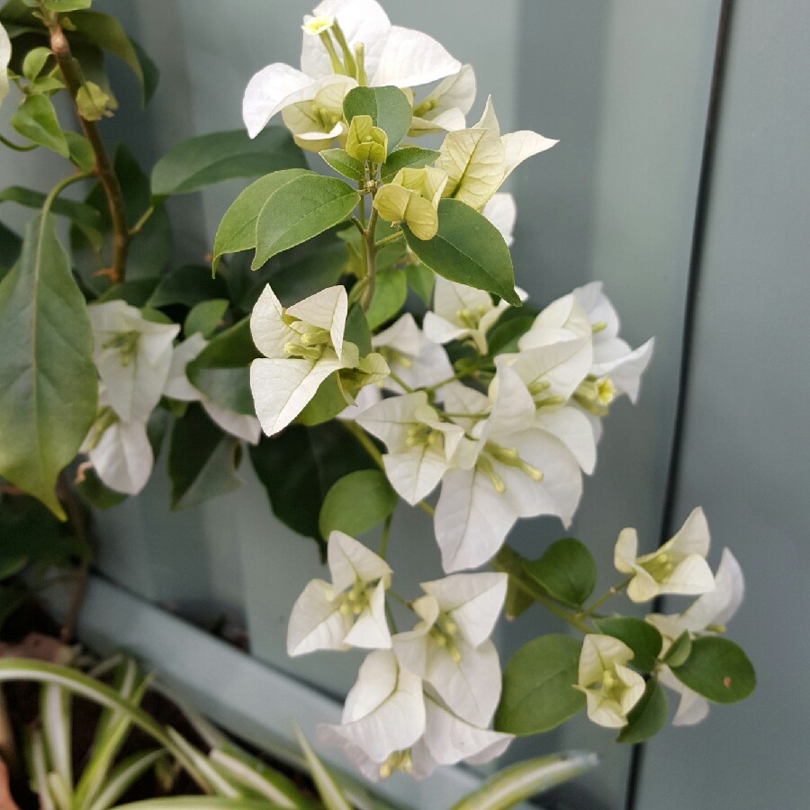 Bougainvillea White Cascade in the GardenTags plant encyclopedia