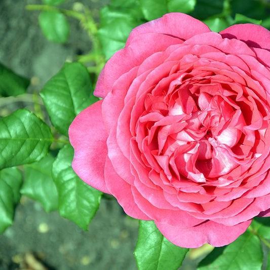 Rosa Goethe in the GardenTags plant encyclopedia Rose Goethe in the GardenTags plant encyclopedia