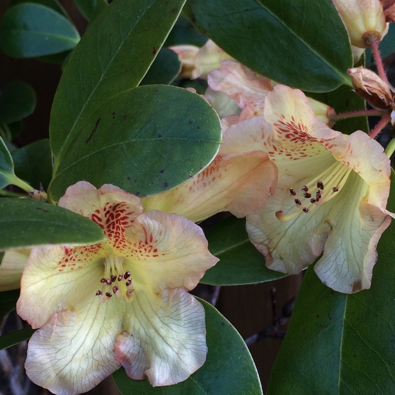 Rhododendron Golden Witt in the GardenTags plant encyclopedia Rhododendron Golden Witt in the GardenTags plant encyclopedia