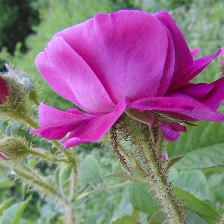 Rosa Henri Martin in the GardenTags plant encyclopedia Old Rose Henri Martin in the GardenTags plant encyclopedia