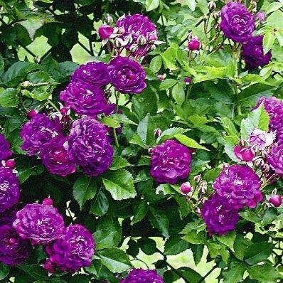 Rose Bleu Magenta in the GardenTags plant encyclopedia