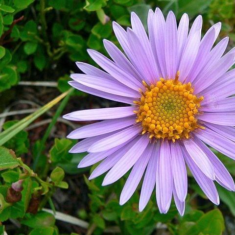 Aster alpinus Dunkle Shone (Dark Beauty) in the GardenTags plant encyclopedia Alpine aster Dark Beauty in the GardenTags plant encyclopedia