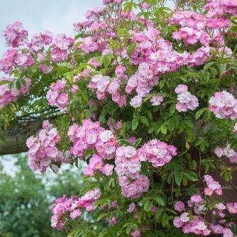 Rosa Blush Rambler in the GardenTags plant encyclopedia Rose Blush Rambler (Rambler) in the GardenTags plant encyclopedia