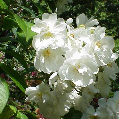 Rosa Bobbie James in the GardenTags plant encyclopedia Rose Bobbie James in the GardenTags plant encyclopedia