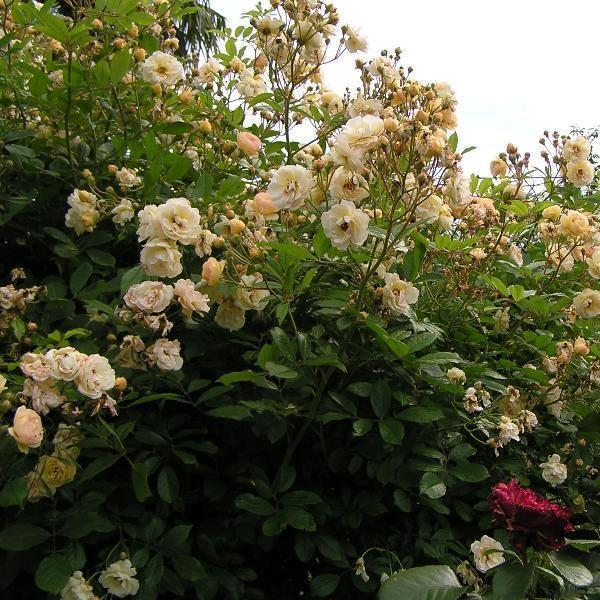 Rose Ghislaine de Felingonde in the GardenTags plant encyclopedia