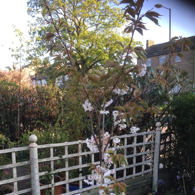 Prunus Shizuka in the GardenTags plant encyclopedia Flowering Cherry Fragrant Cloud in the GardenTags plant encyclopedia