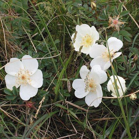 Rosa pimpinellifolia in the GardenTags plant encyclopedia Rose (Species) Burnet Rose in the GardenTags plant encyclopedia