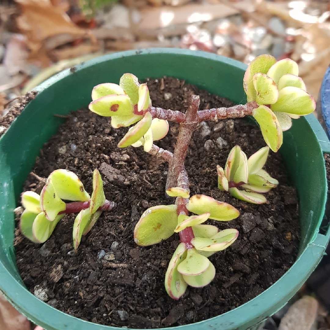 Portulacaria Afra Variegata in the GardenTags plant encyclopedia Portulacaria afra Variegated in the GardenTags plant encyclopedia