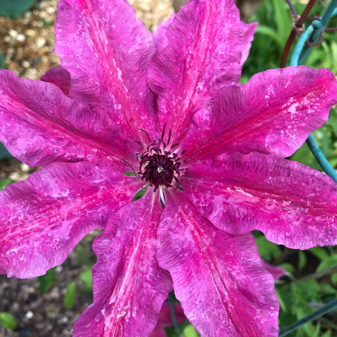 Clematis Carnaby in the GardenTags plant encyclopedia Clematis Carnaby in the GardenTags plant encyclopedia