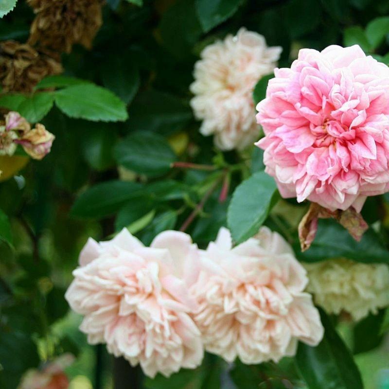 Rosa The Fairy syn. Rosa Fairy Rose, Rosa Perle Rose in the GardenTags plant encyclopedia Rose The Fairy (Polyantha) in the GardenTags plant encyclopedia