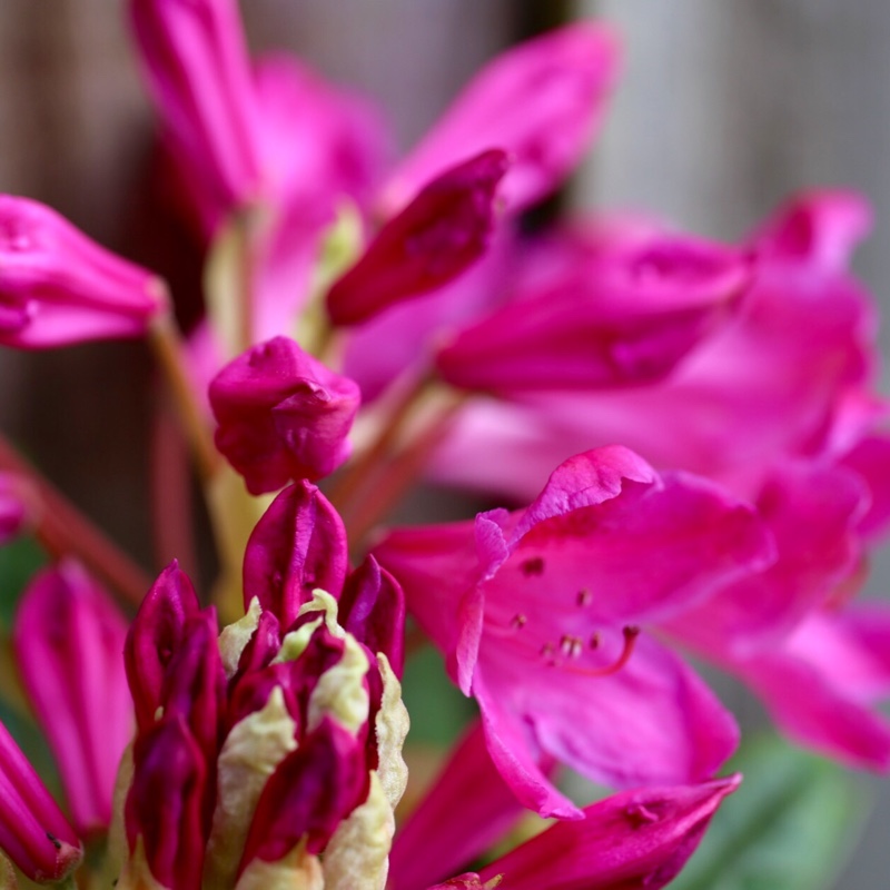Rhododendron Markeetas Prize in the GardenTags plant encyclopedia Rhododendron Markeetas Prize in the GardenTags plant encyclopedia