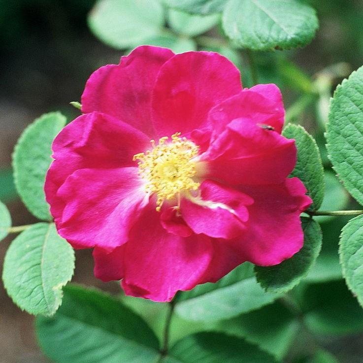Rosa Portland Rose syn. R. Duchesse of Portland, R. Paestana in the GardenTags plant encyclopedia Rose Duchesse of Portland in the GardenTags plant encyclopedia