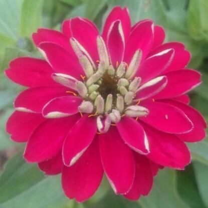 Zinnia elegans in the GardenTags plant encyclopedia Zinnia in the GardenTags plant encyclopedia