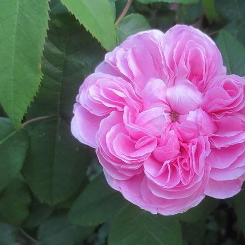 Rose Marchesa Boccella (Damask Portland) in the GardenTags plant encyclopedia