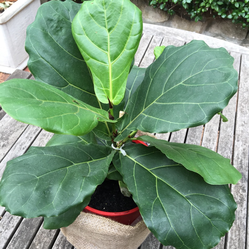 Ficus lyrata in the GardenTags plant encyclopedia Fiddle Leaf Fig in the GardenTags plant encyclopedia