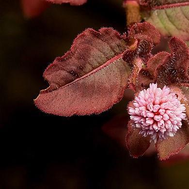 Persicaria Capitata in the GardenTags plant encyclopedia Pinkhead Smartweed in the GardenTags plant encyclopedia
