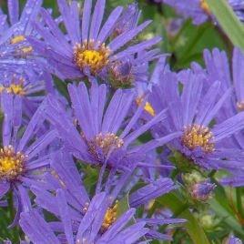 Aster amellus Rudolph Goethe in the GardenTags plant encyclopedia Michaelmas Daisy Rudolph Goethe in the GardenTags plant encyclopedia