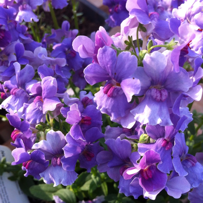 Nemesia Mirabelle in the GardenTags plant encyclopedia Nemesia Mirabelle in the GardenTags plant encyclopedia