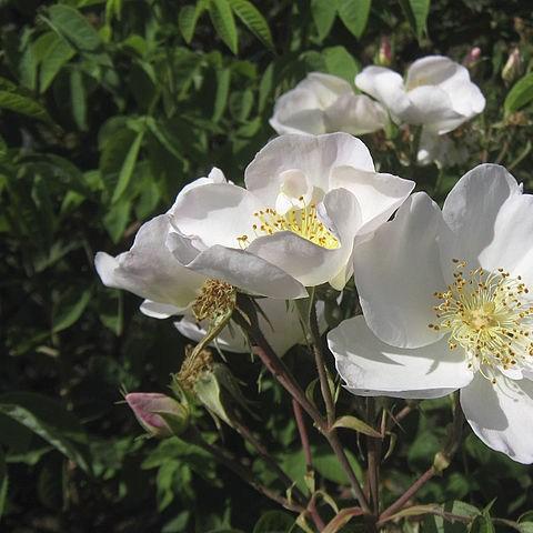 Rosa Nevada in the GardenTags plant encyclopedia Rose Nevada in the GardenTags plant encyclopedia