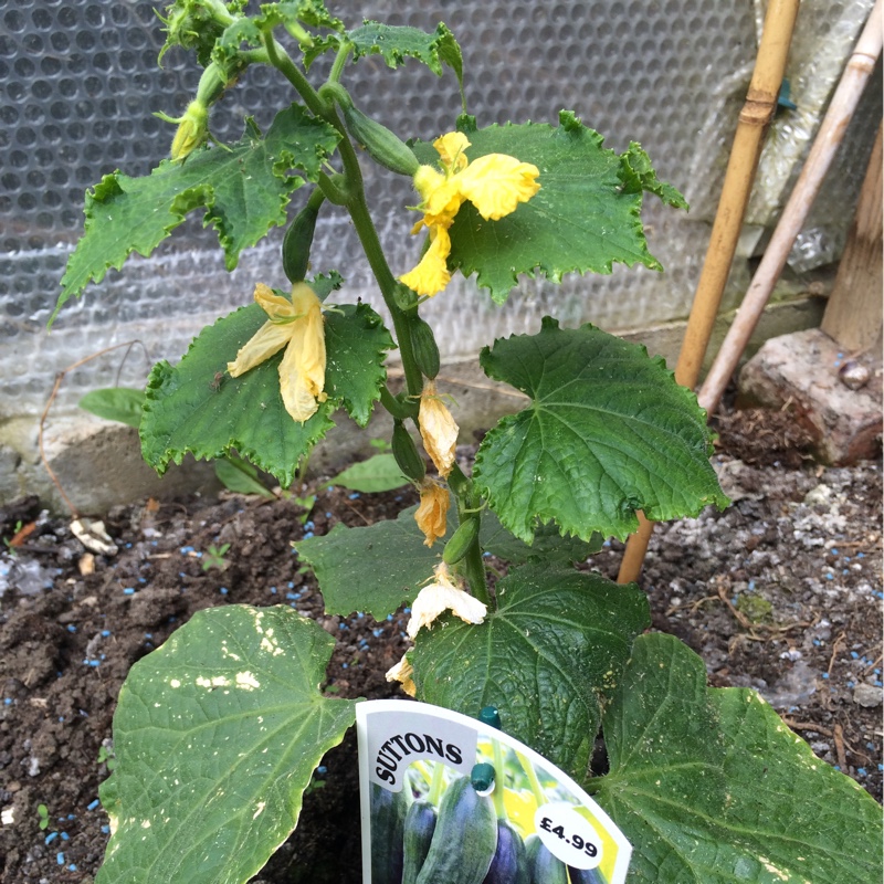 Cucumis Sativus Mini Stars in the GardenTags plant encyclopedia Cucumber Mini Stars in the GardenTags plant encyclopedia