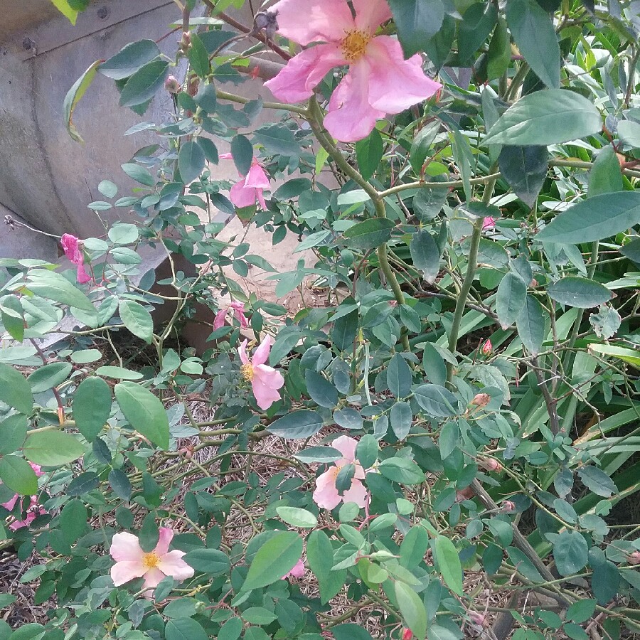 Rosa x odorata Mutabilis syn. Rosa chinensis Mutabilis, Rosa chinensis f. mutabilis, Rosa Mutabilis, Rosa Tipo Ideale, Rosa Butterfly Rose, Rosa Chamois in the GardenTags plant encyclopedia Rose Mutabilis (China) in the GardenTags plant encyclopedia