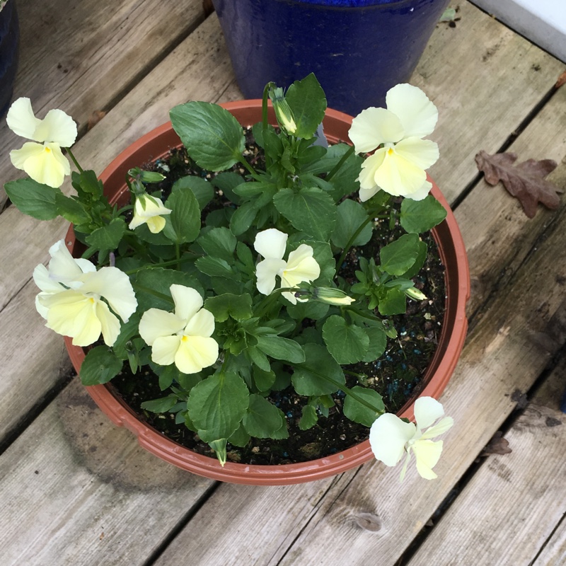 Viola Ivory Queen in the GardenTags plant encyclopedia Pansy Ivory Queen in the GardenTags plant encyclopedia