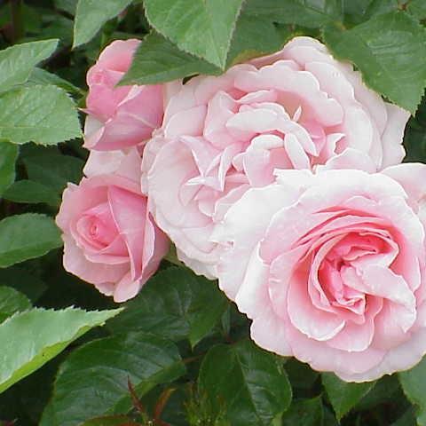 Rosa Radox Bouquet in the GardenTags plant encyclopedia Rose Radox Bouquet in the GardenTags plant encyclopedia