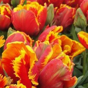 Tulipa Bright Parrot in the GardenTags plant encyclopedia Tulip Bright Parrot (Parrot) in the GardenTags plant encyclopedia