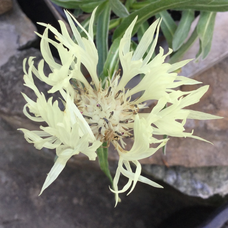 Centaurea cheiranthifolia in the GardenTags plant encyclopedia White Cornflower in the GardenTags plant encyclopedia