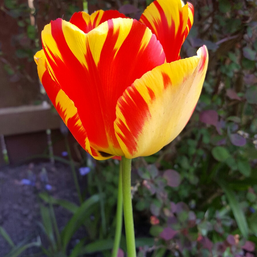 Tulipa Olympic Flame in the GardenTags plant encyclopedia Tulip Olympic Flame (Darwin Hybrid) in the GardenTags plant encyclopedia