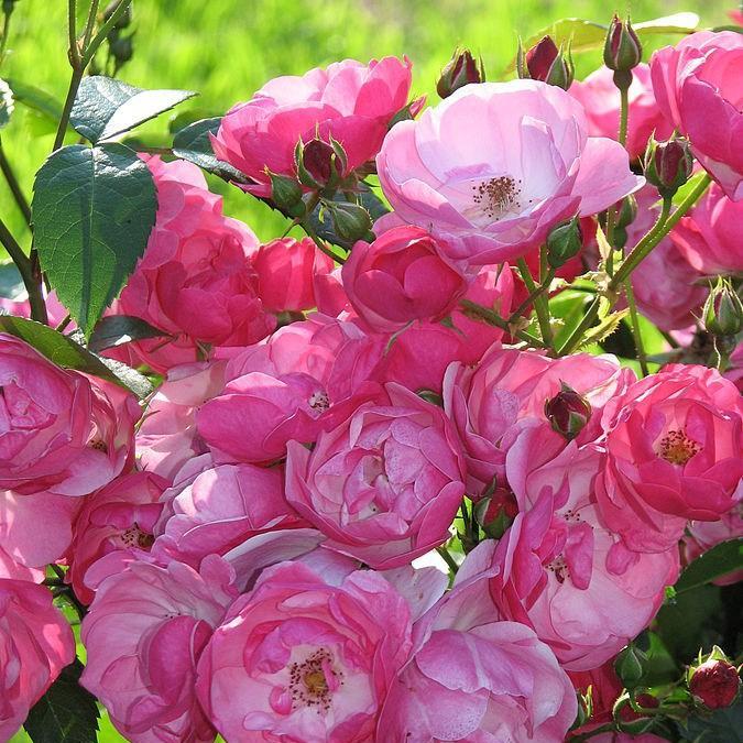 Rose Angela in the GardenTags plant encyclopedia