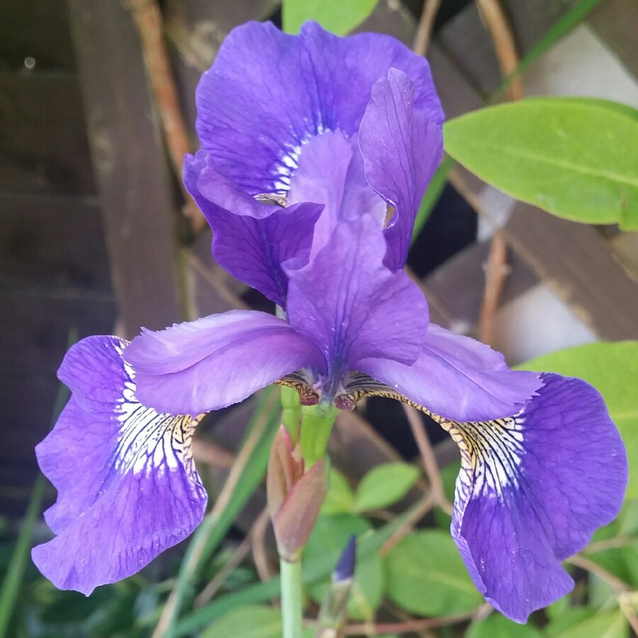 Iris x germanica Bamboozle in the GardenTags plant encyclopedia Bearded Iris Bamboozle (Standard Dwarf) in the GardenTags plant encyclopedia
