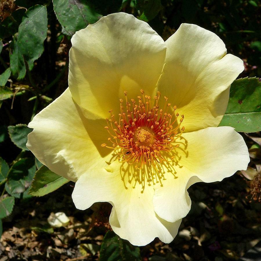 Rosa Golden Wings in the GardenTags plant encyclopedia Rose Golden Wings in the GardenTags plant encyclopedia