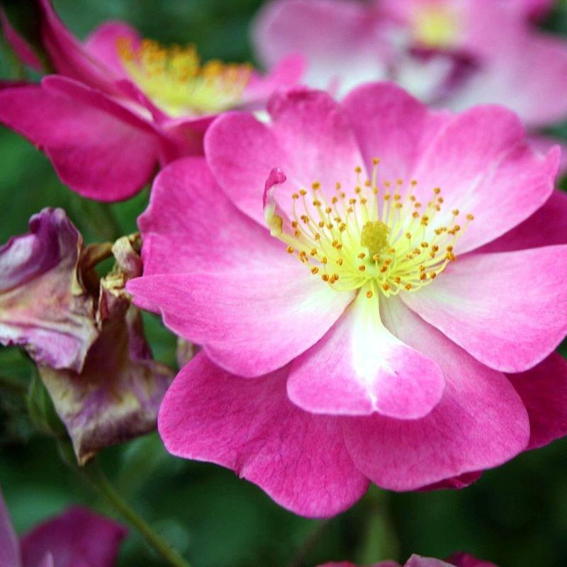 Rosa Lavender Dream (Interlav) in the GardenTags plant encyclopedia Rose Lavender Dream in the GardenTags plant encyclopedia