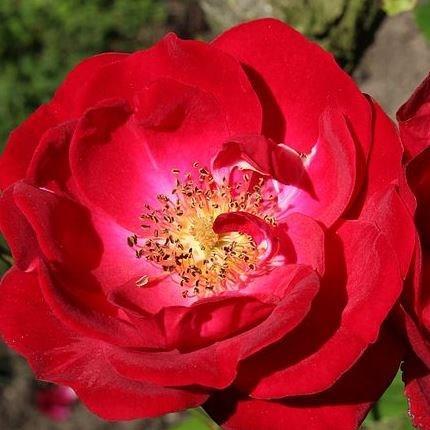 Rosa Dirigent syn. R. The Conductor in the GardenTags plant encyclopedia Old Rose Dirigent in the GardenTags plant encyclopedia