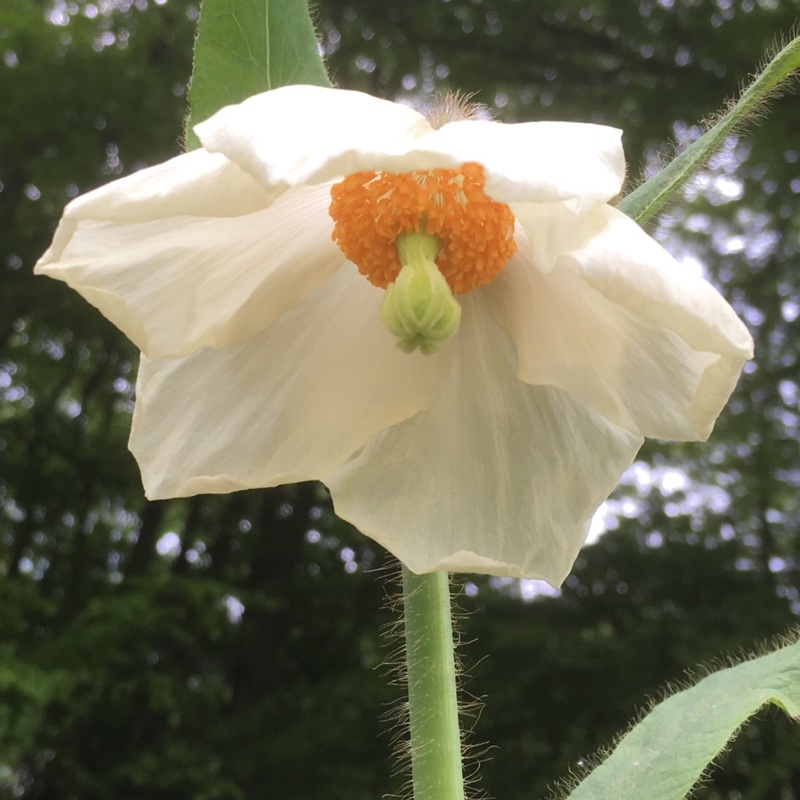 Meconopsis Betonicifolia Alba in the GardenTags plant encyclopedia Himalayan Poppy Alba in the GardenTags plant encyclopedia