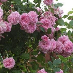 Rosa Lavender Lassie in the GardenTags plant encyclopedia Rose Lavender Lassie in the GardenTags plant encyclopedia