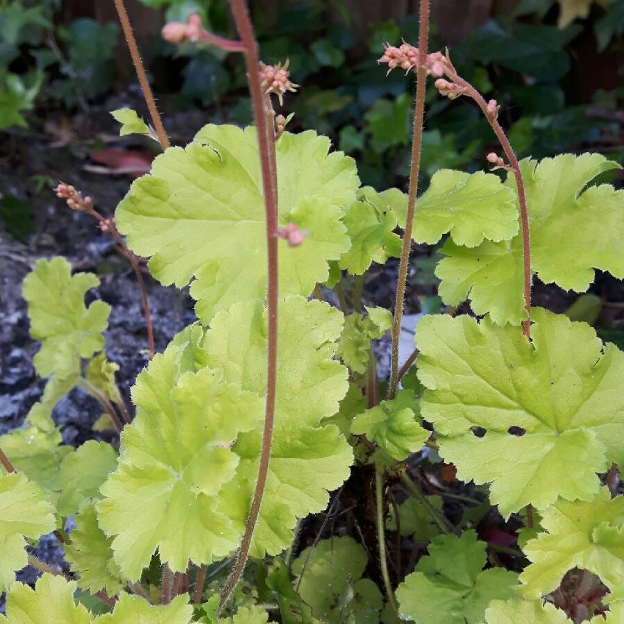 Heuchera Key Lime Pie in the GardenTags plant encyclopedia Alumroot Key Lime Pie in the GardenTags plant encyclopedia