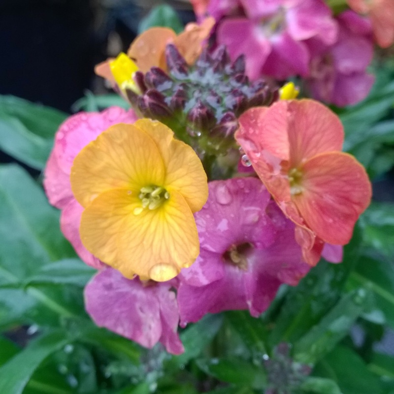Erysimum Winter Party in the GardenTags plant encyclopedia Wallflower Winter Party in the GardenTags plant encyclopedia