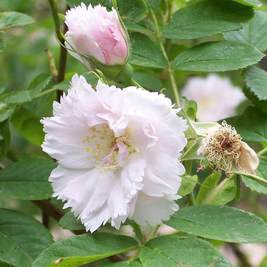 Rosa Fimbriata syn. R. Phoebes Frilled Pink in the GardenTags plant encyclopedia Rose Fimbriata in the GardenTags plant encyclopedia