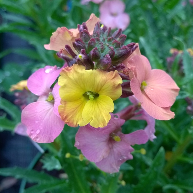 Erysimum Pastel Patchwork in the GardenTags plant encyclopedia Wallflower Pastel Patchwork in the GardenTags plant encyclopedia