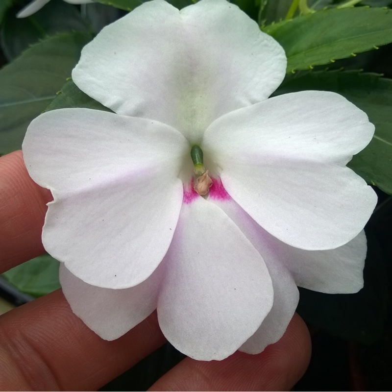 Impatiens Big Bounce™ White in the GardenTags plant encyclopedia Busy Lizzie Big Bounce™ White in the GardenTags plant encyclopedia
