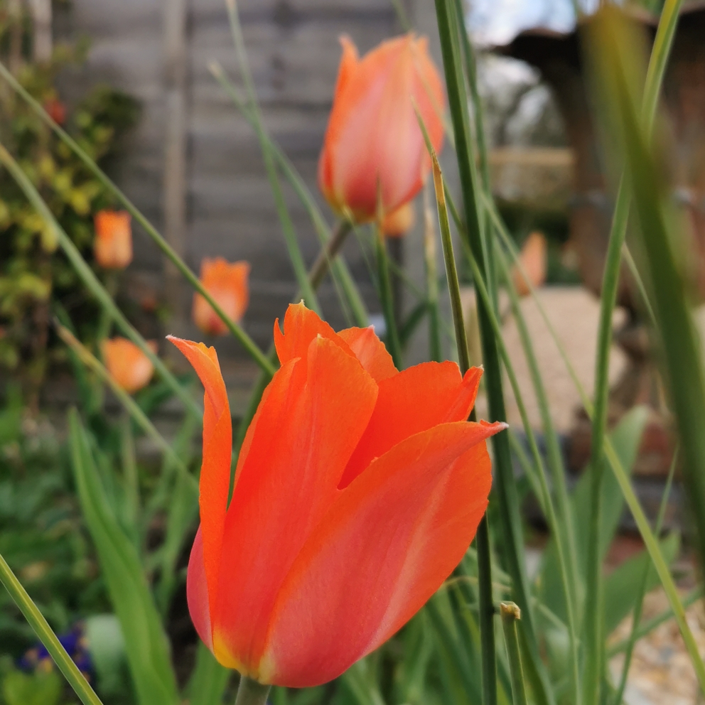 Tulipa Temple of Beauty in the GardenTags plant encyclopedia Tulip Temple of Beauty (Single Late) in the GardenTags plant encyclopedia