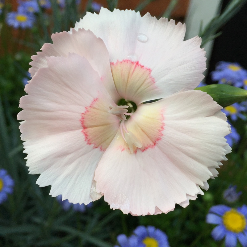 Dianthus allwoodii Tequila Sunrise in the GardenTags plant encyclopedia Pink Tequila Sunrise in the GardenTags plant encyclopedia