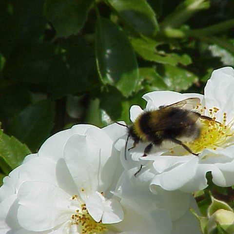 Rosa Sanders White Rambler in the GardenTags plant encyclopedia Rose Sanders White Rambler (Rambler) in the GardenTags plant encyclopedia