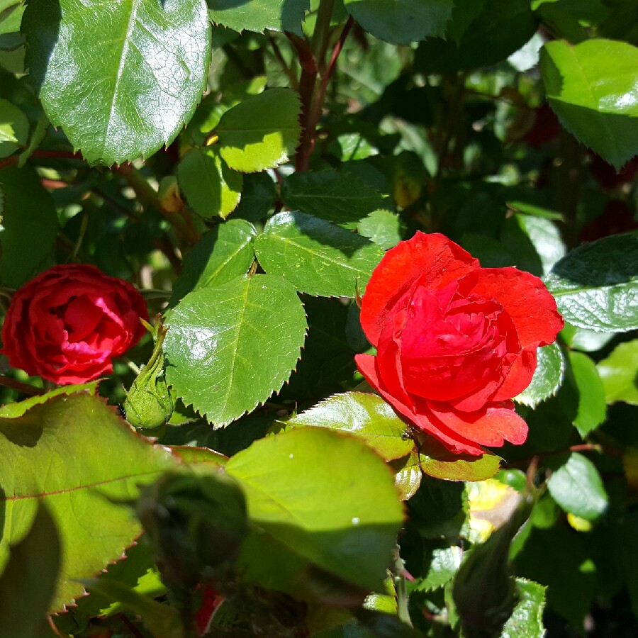 Rosa La Sevillana in the GardenTags plant encyclopedia Rose La Sevillana in the GardenTags plant encyclopedia